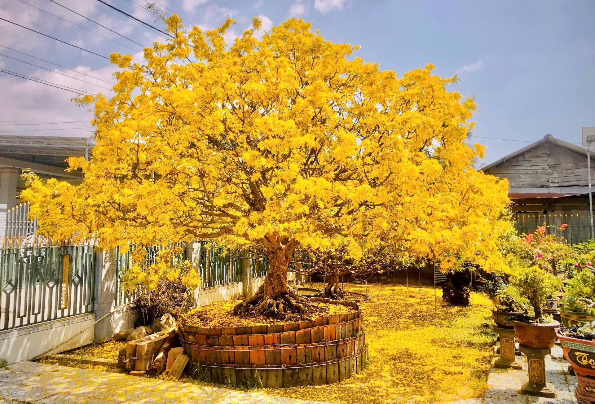 Chủ nhân cây mai cổ 10 tỷ nói lý do không muốn bán ‘hàng hiếm’