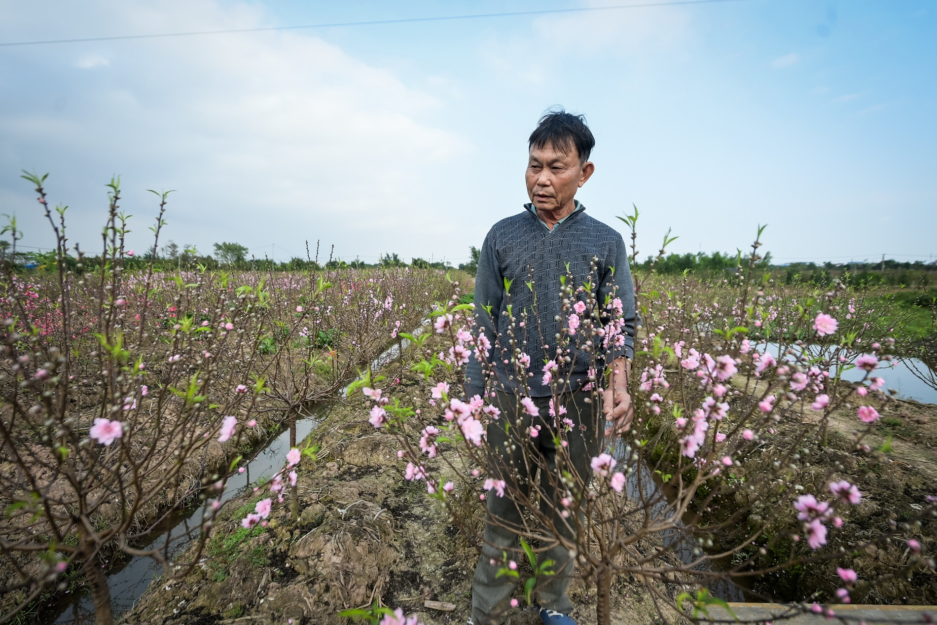 Đào nở sớm, nhiều chủ vườn ở Ninh Bình lo thất thu