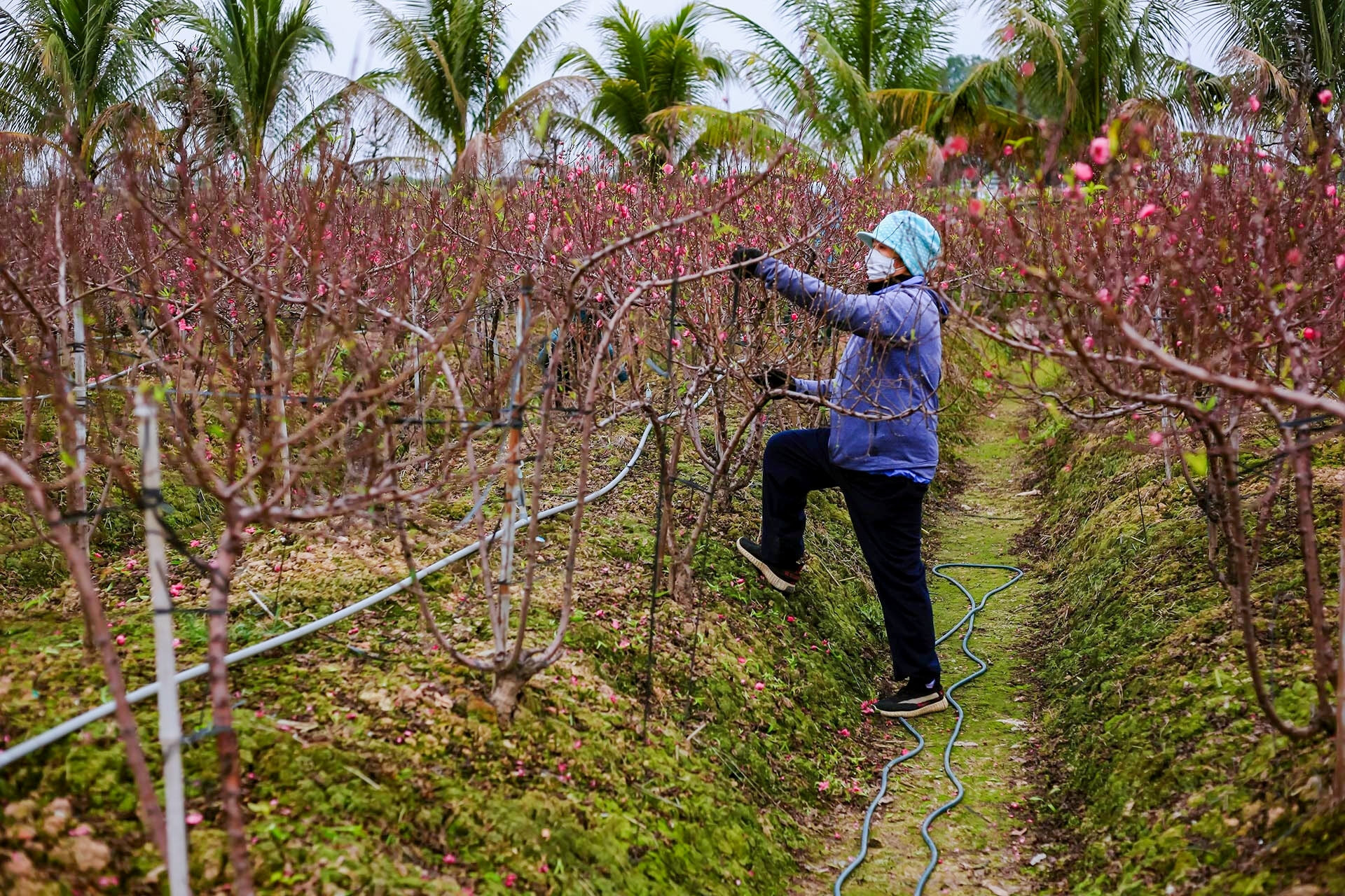 Đào ở vườn bung nở rực rỡ, nông dân chi tiền triệu mỗi ngày để kìm hãm