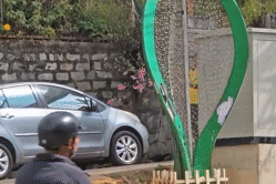 Người đàn ông công khai bẻ hoa mai anh đào ở Đà Lạt gây bức xúc