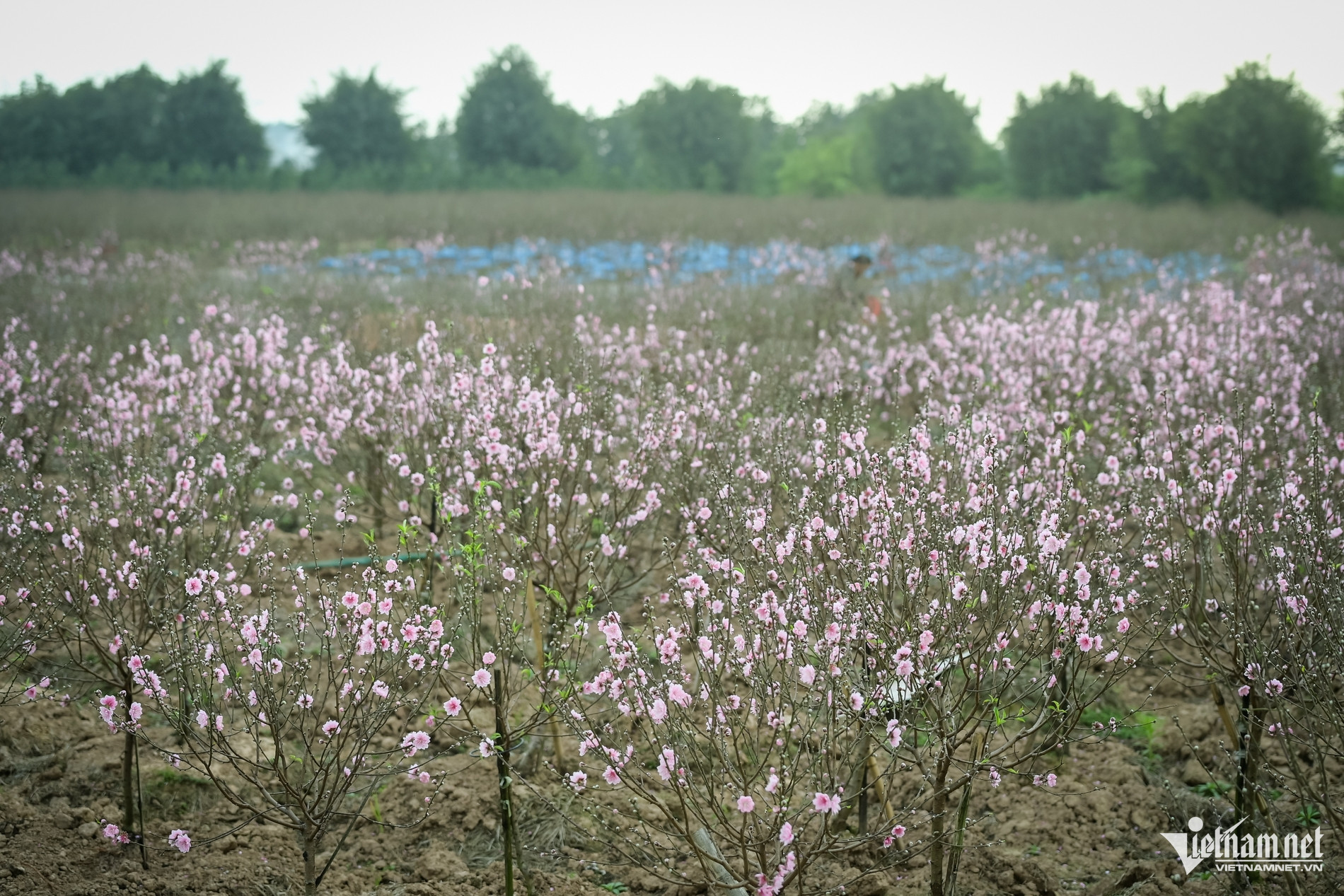 W-đào nở sớm_1.jpg