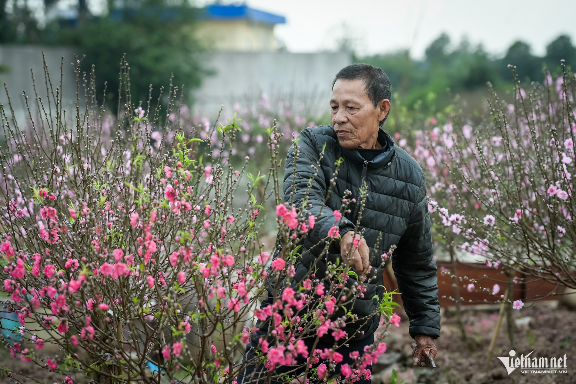 W-đào nở sớm_3.jpg