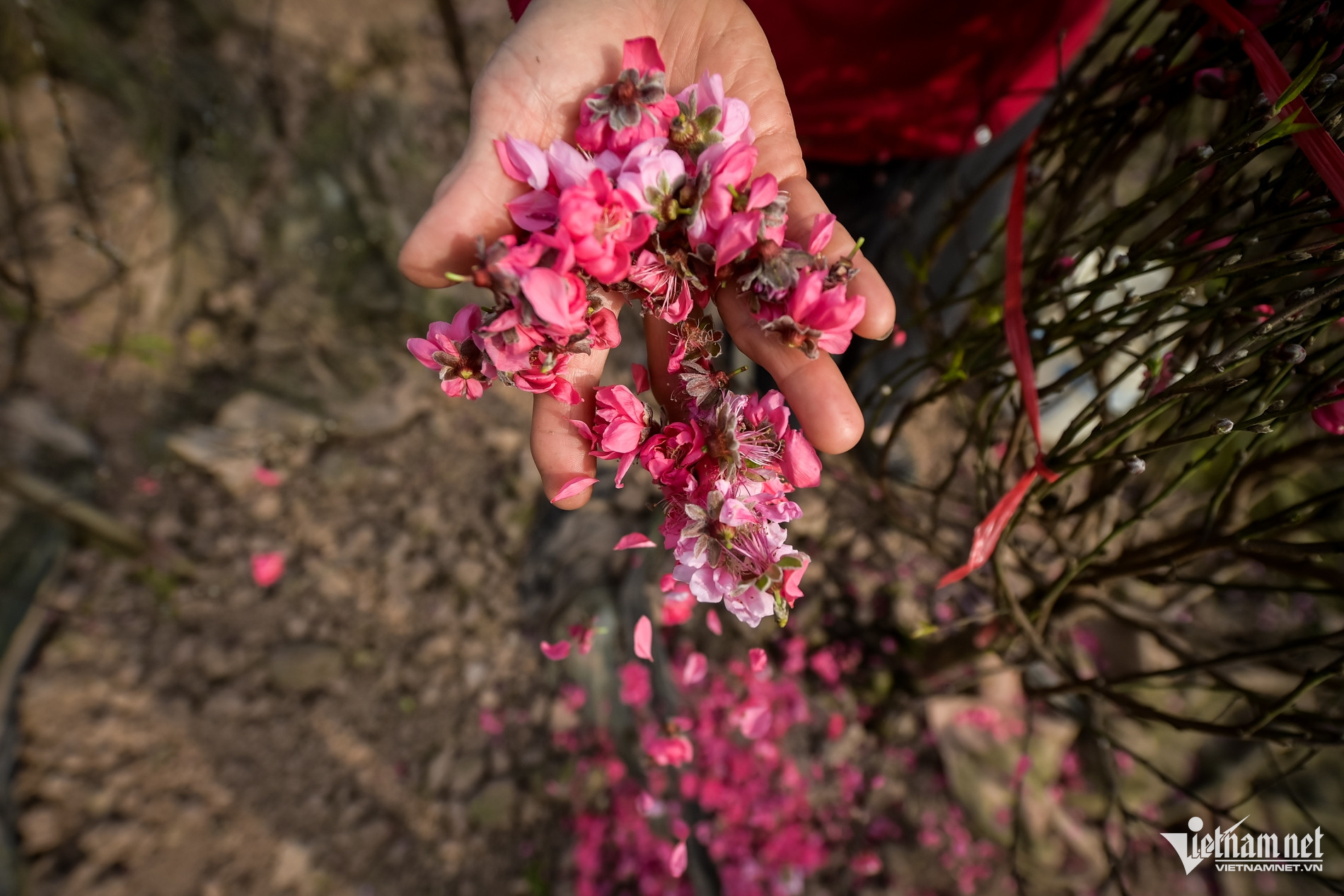 W-đào nở sớm_7.jpg