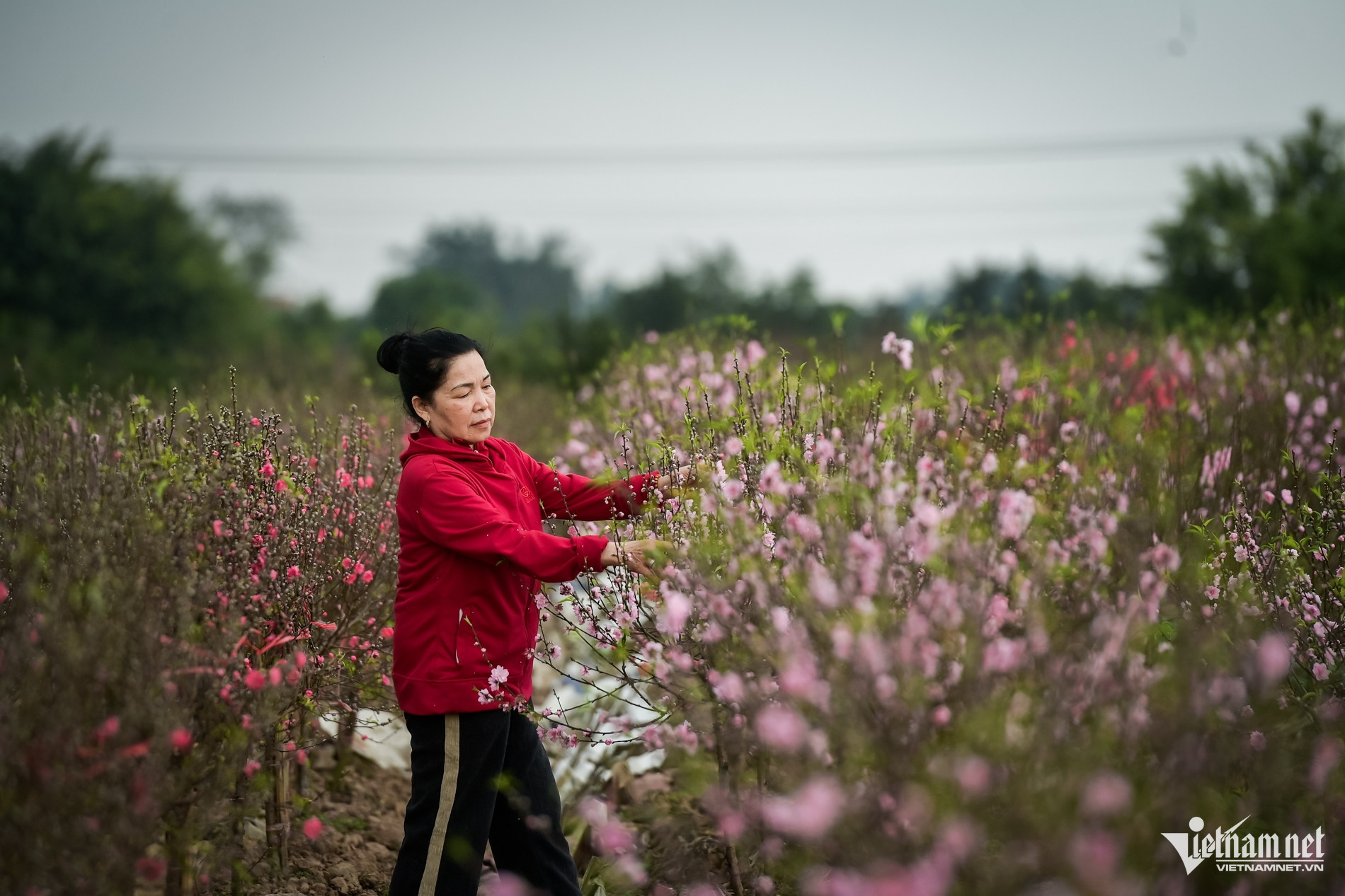 W-đào nở sớm_8.jpg