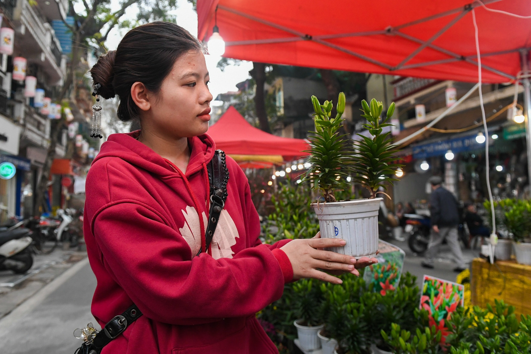 Cây cảnh siêu nhỏ, lạ mắt hút khách ở chợ hoa phố cổ Hà Nội