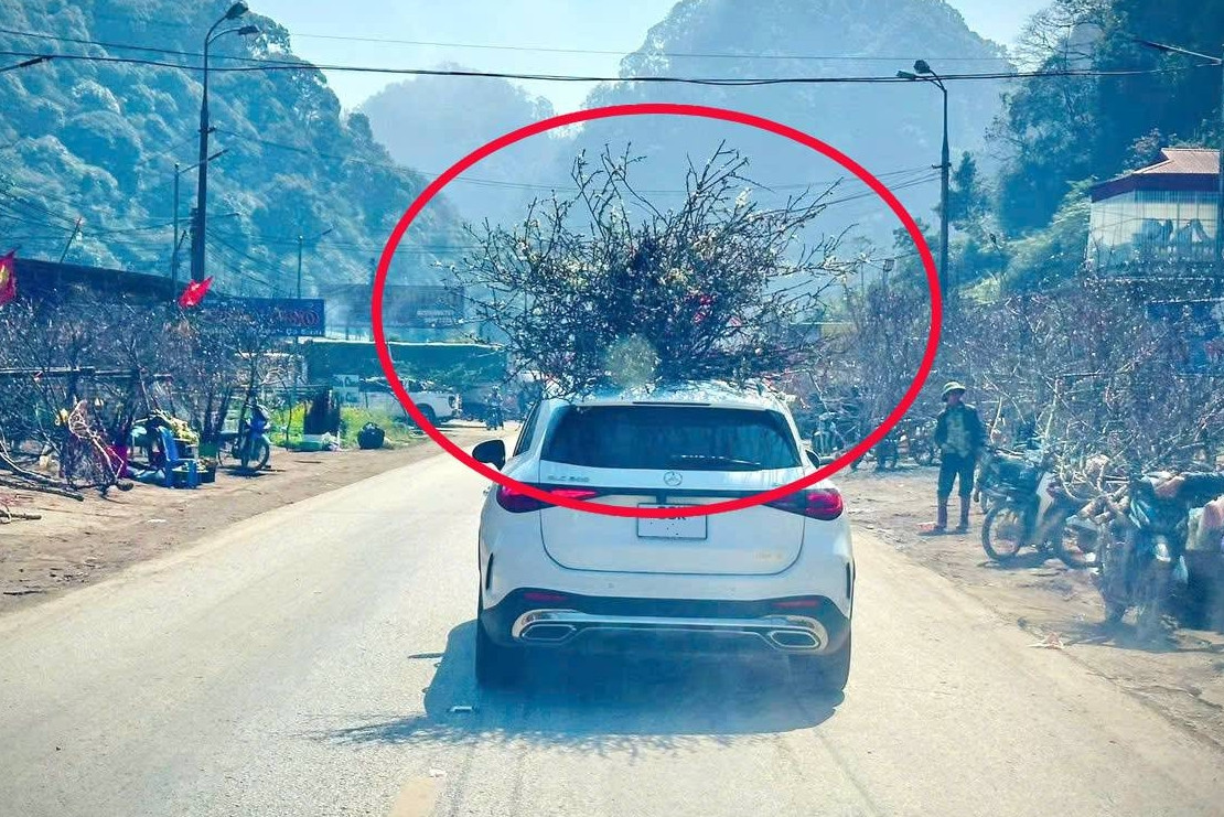 Chở đào Tết trên nóc ô tô: Cẩn thận kẻo mất an toàn và bị phạt nặng