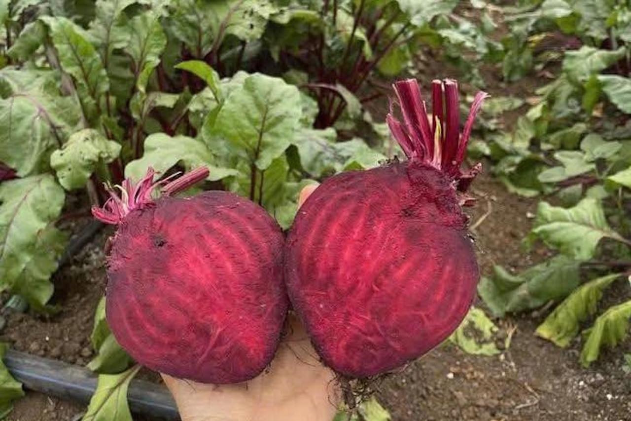 Loại củ hỗ trợ giải độc gan nhưng 2 nhóm người không nên sử dụng