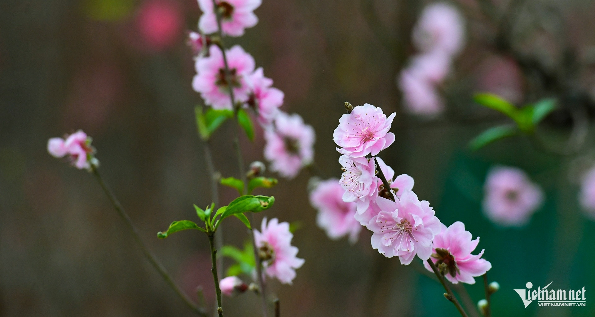 Lời chúc Tết khách hàng mừng năm mới 2026 hay, trang trọng