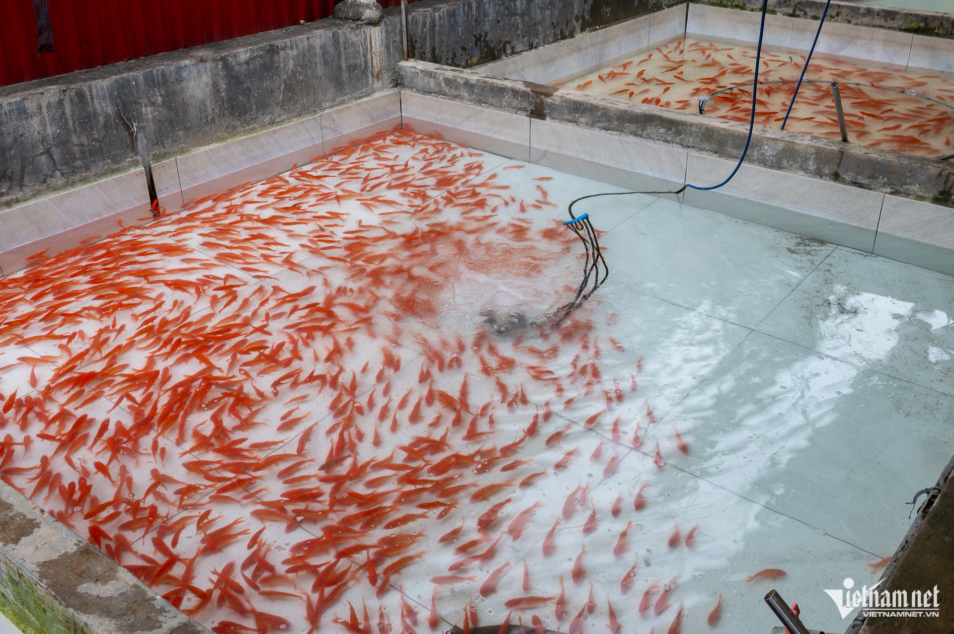 W-cá chép vàng _ ông công ông táo (1 of 32).jpg