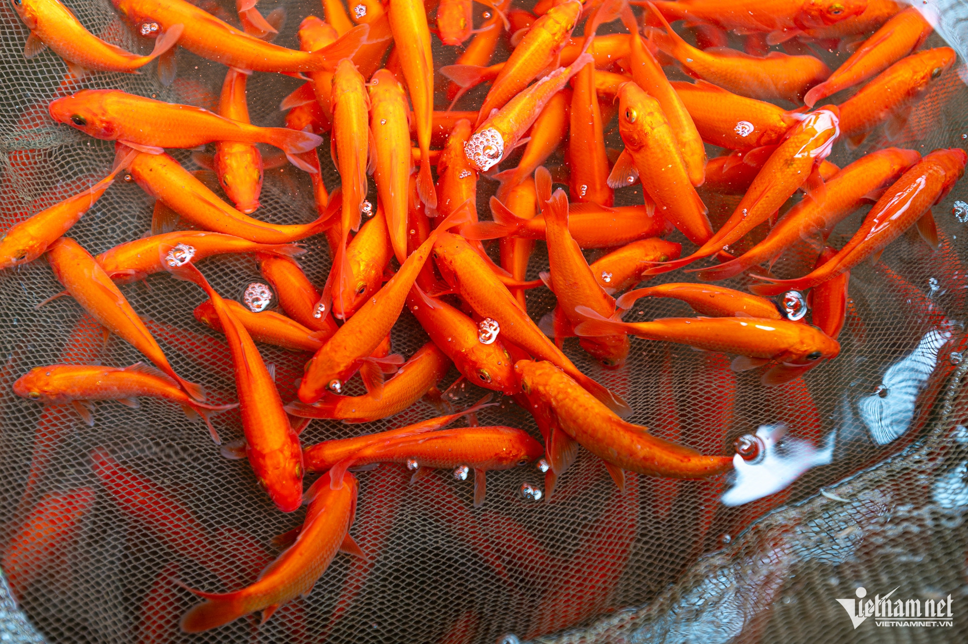 W-cá chép vàng _ ông công ông táo (20 of 32).jpg