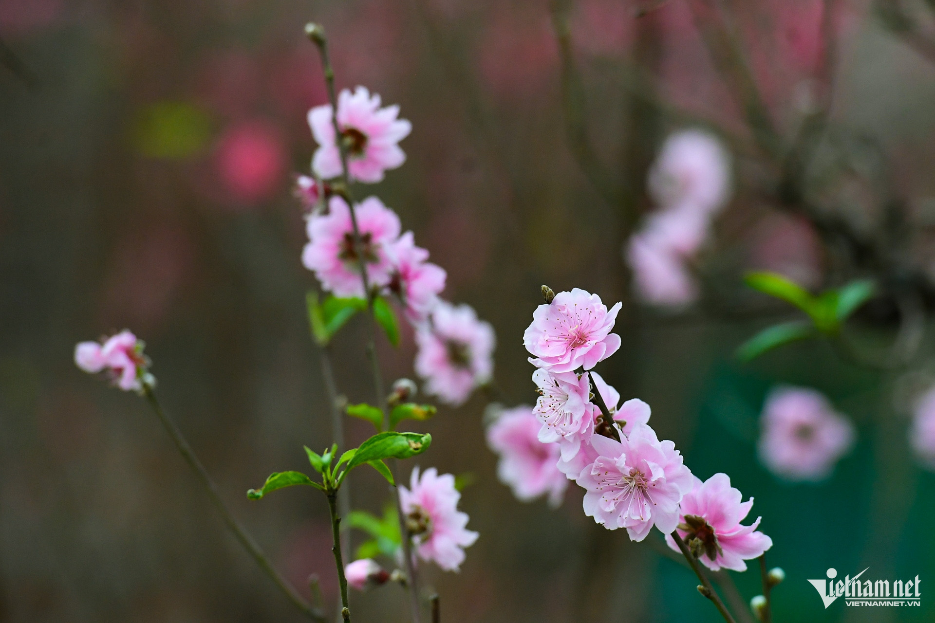 w dao tet cay canh 7 2225.jpg