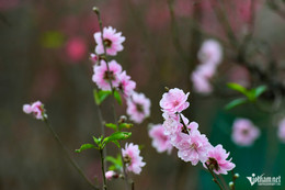 w dao tet cay canh 7 2225.jpg