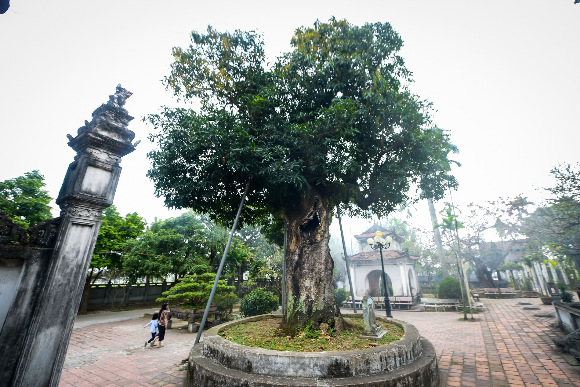 ‘Báu vật’ hơn 300 năm tuổi ở Ninh Bình bị rỗng ruột vẫn tốt tươi