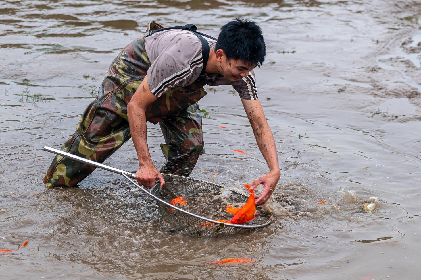 Cá chép đỏ vào mùa cao điểm, được dưỡng oxy trước hành trình hàng trăm km