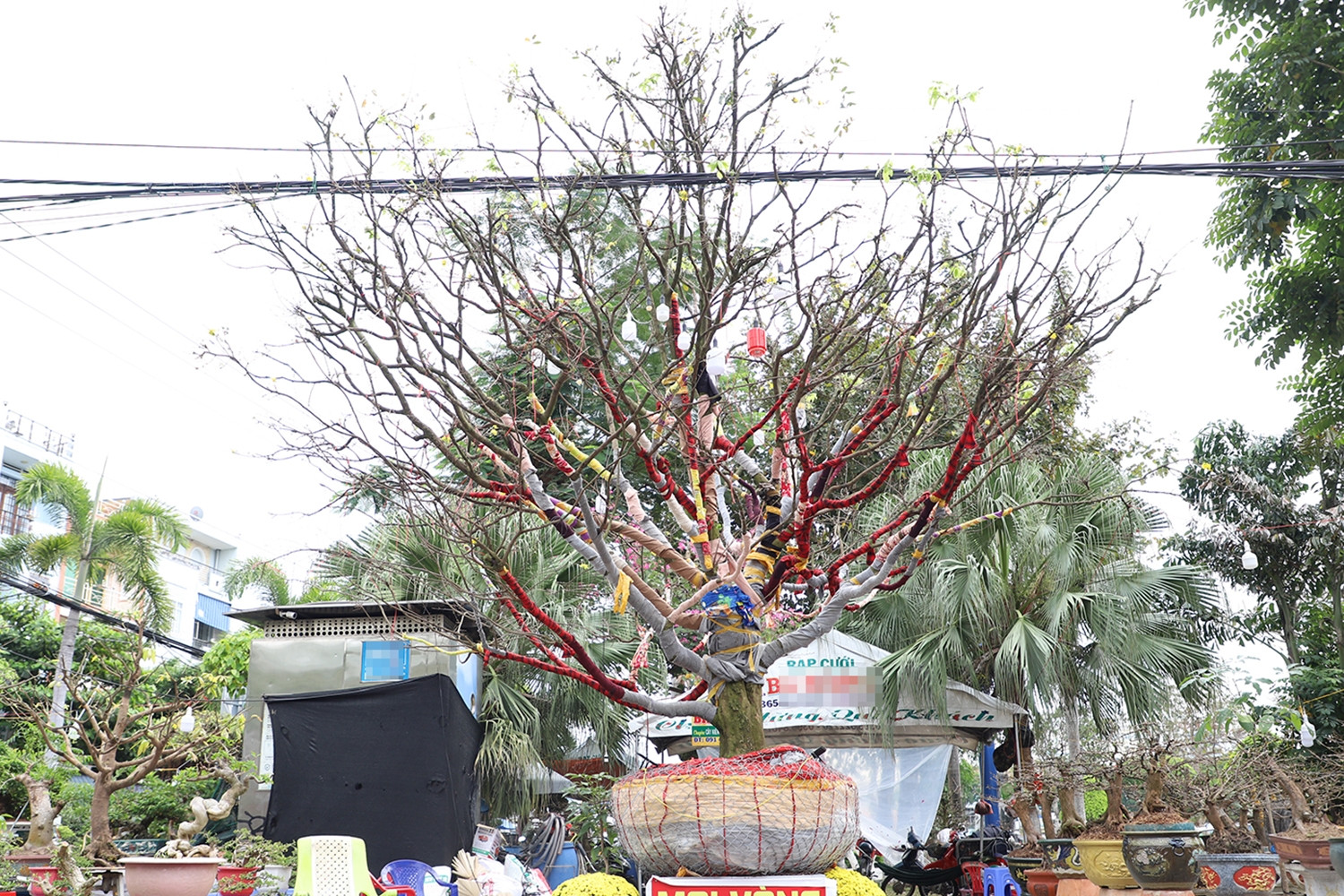 Chủ nhân cây mai vàng cao hơn 5m hé lộ lý do rao bán giá 3,7 tỷ đồng