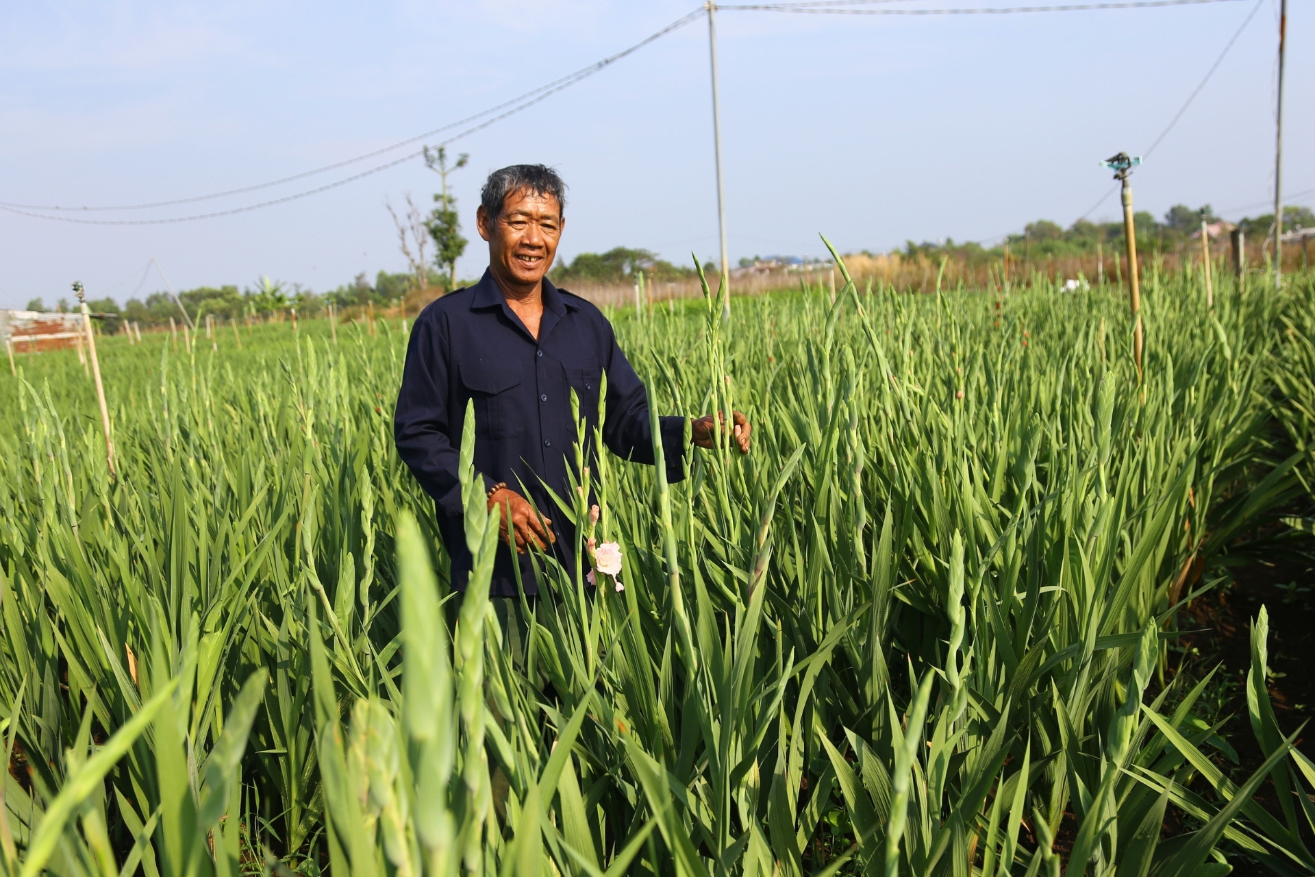 Làng hoa lay ơn lớn nhất Đồng Nai 'nín thở' canh từng ngày cho vụ Tết