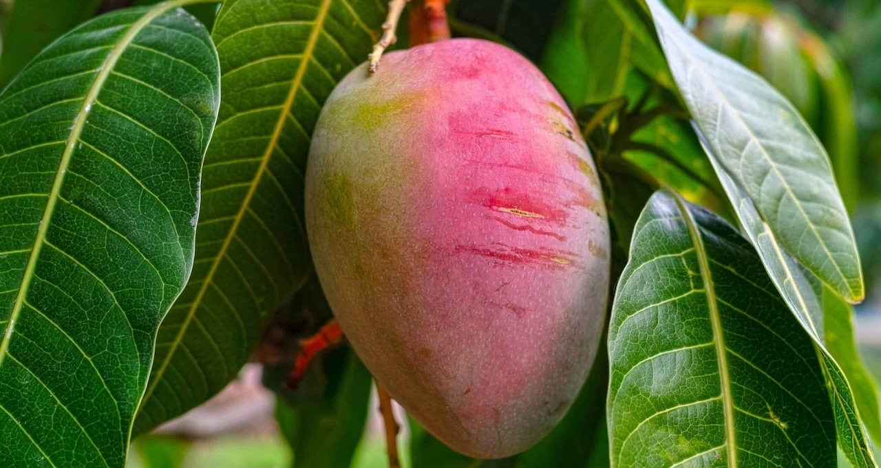 Loại quả bán quanh năm ở chợ, kích thích tiêu hóa, giảm căng thẳng