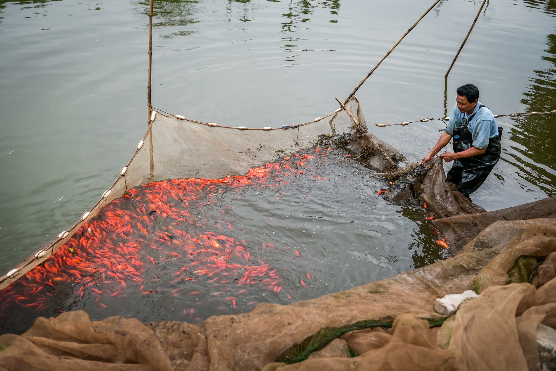 Người dân ‘thủ phủ’ nuôi cá chép đỏ ở Ninh Bình thu hàng trăm triệu đồng mỗi vụ