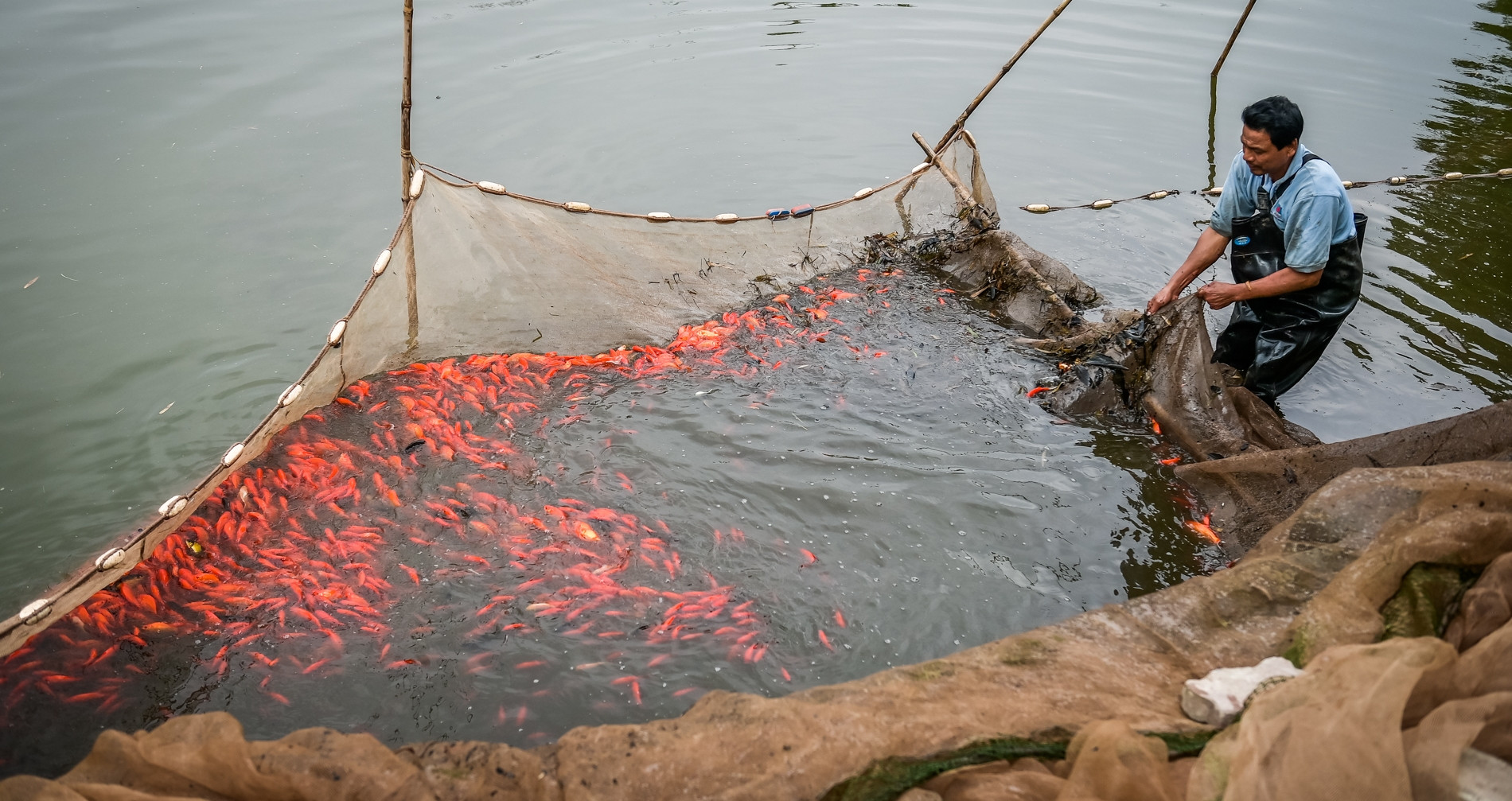 Người dân ‘thủ phủ’ nuôi cá chép đỏ ở Ninh Bình thu hàng trăm triệu đồng mỗi vụ