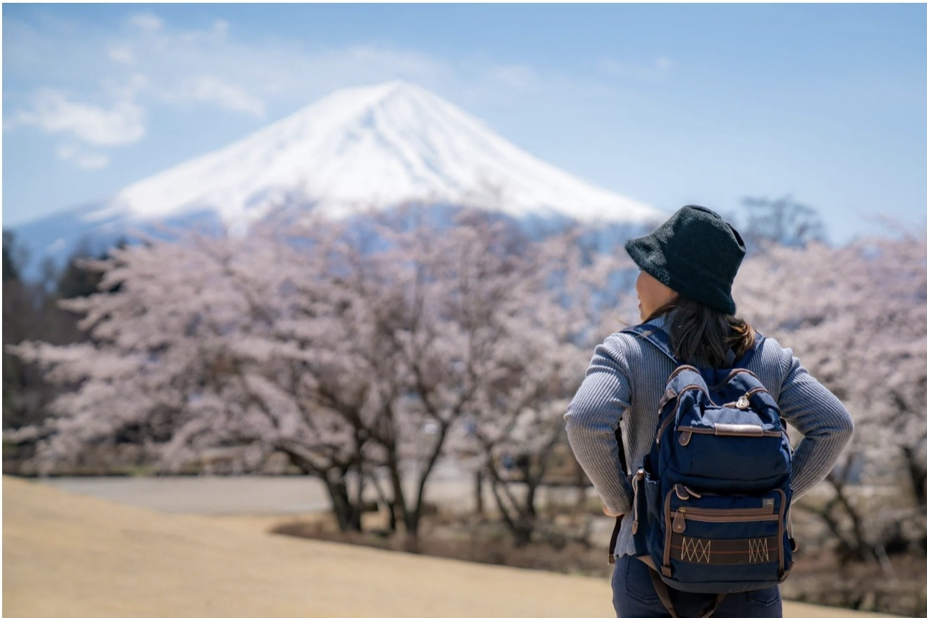 Nhật hủy lễ hội hoa anh đào núi Fuji vì hành vi của du khách