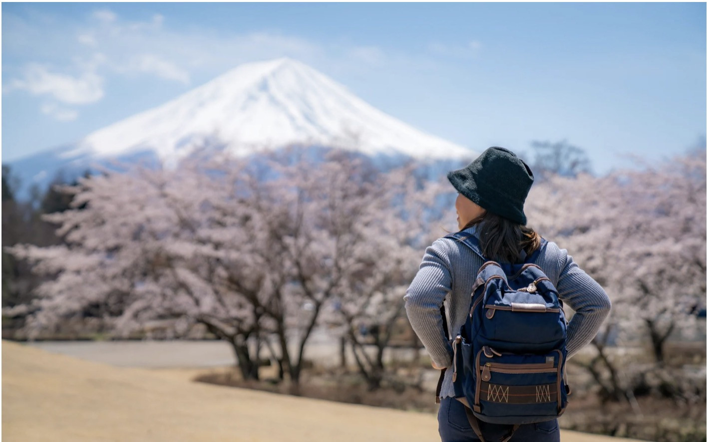 Ngắm hoa anh đào ở Nhật. Ảnh: Melissa Tse/Telegraph