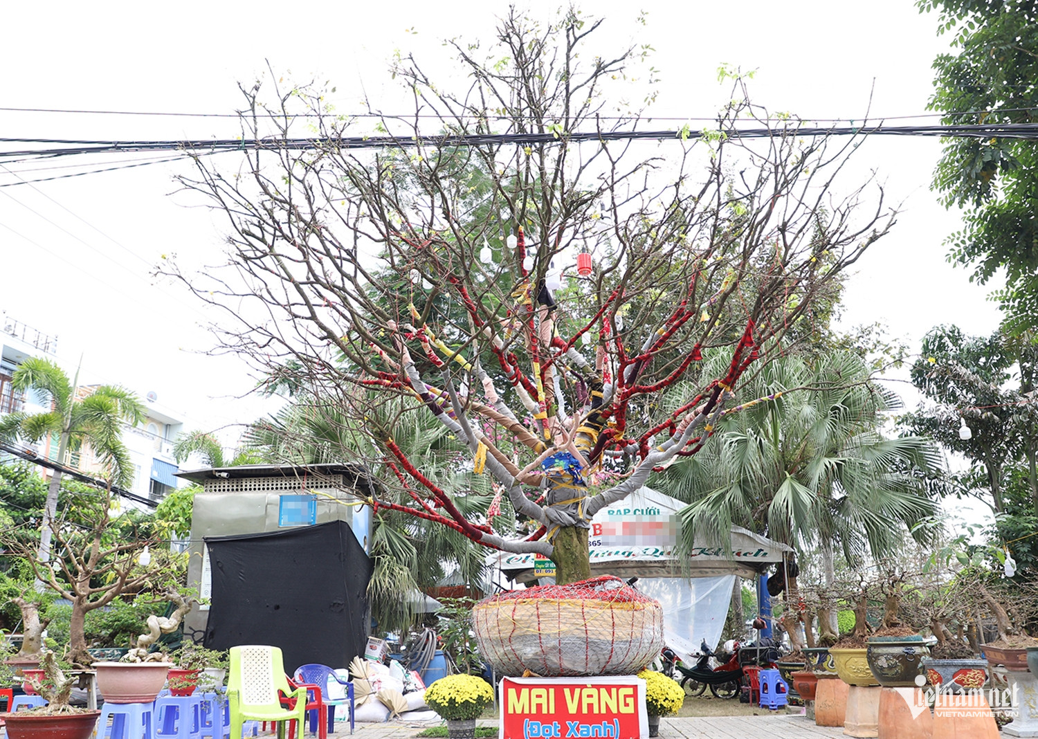 W-mai vàng 1.JPG.jpg