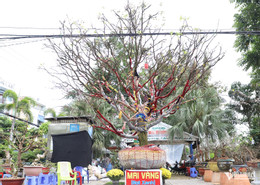 W-mai vàng 1.JPG.jpg