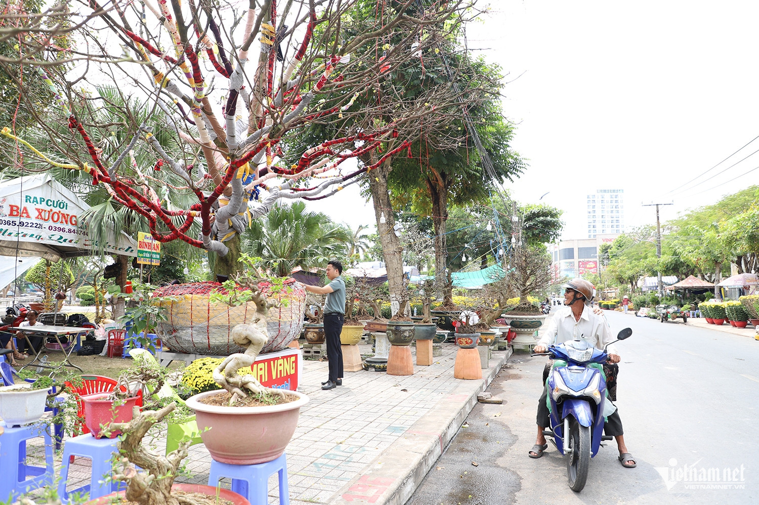 W-mai vàng 3.JPG.jpg