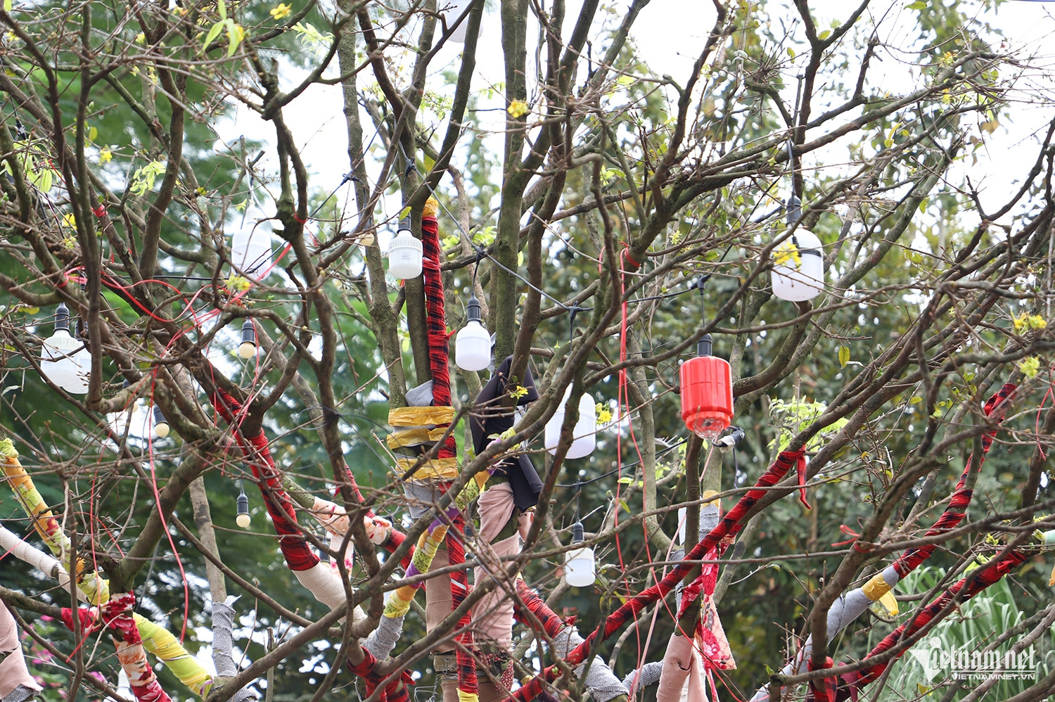 W-mai vàng 5.JPG.jpg