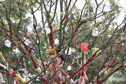 W-mai vàng 5.JPG.jpg