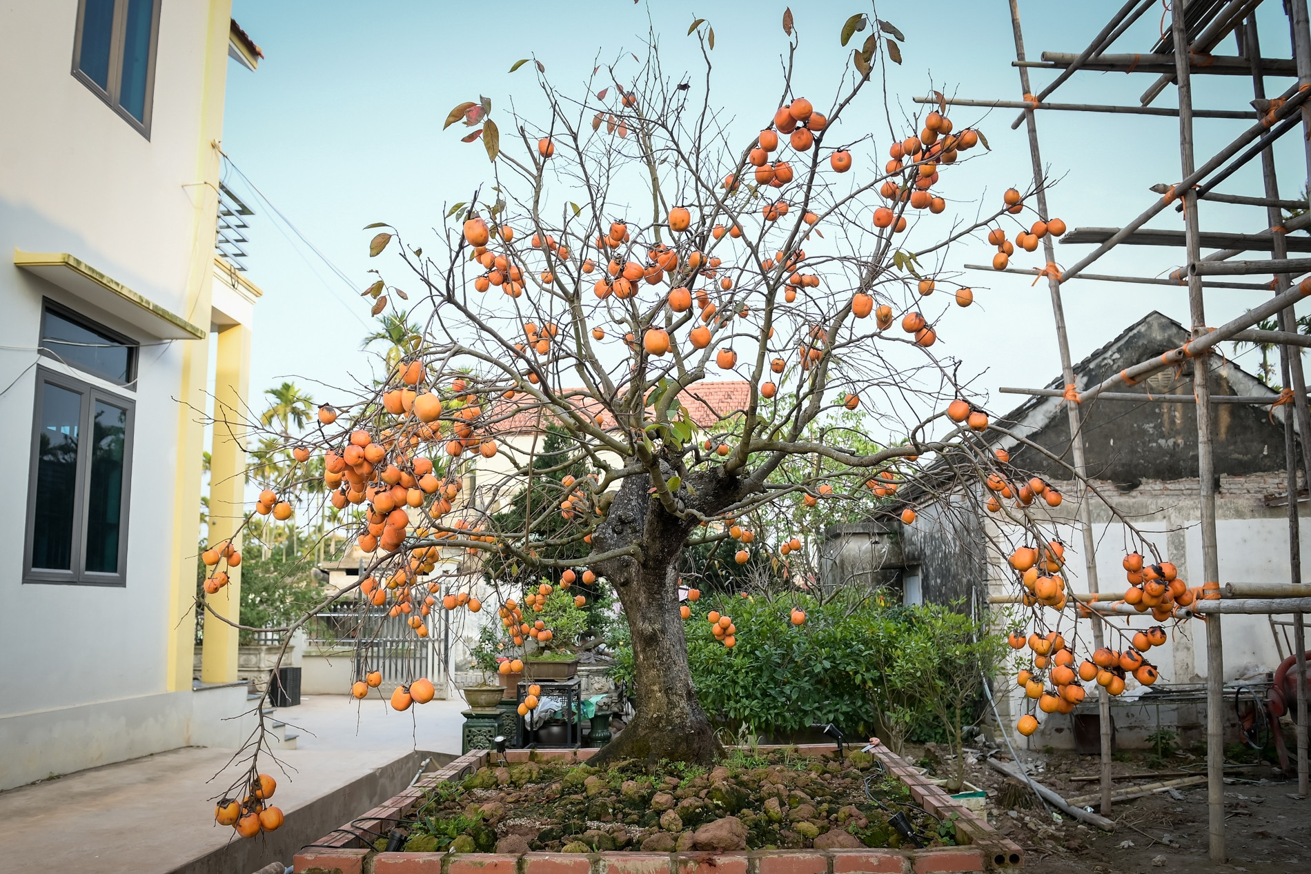 Cây hồng cổ 100 năm tuổi được trả giá 500 triệu đồng