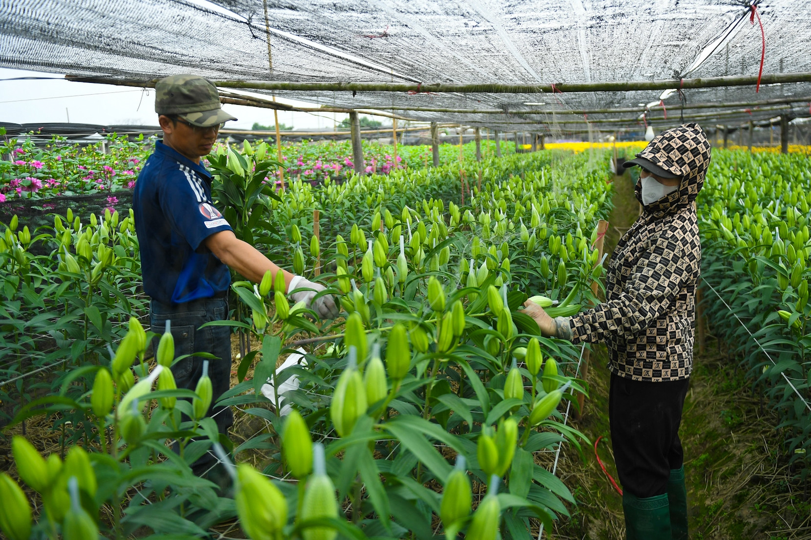 Người dân Tây Tựu thu trăm triệu từ loài hoa 'không thể thiếu' dịp Tết