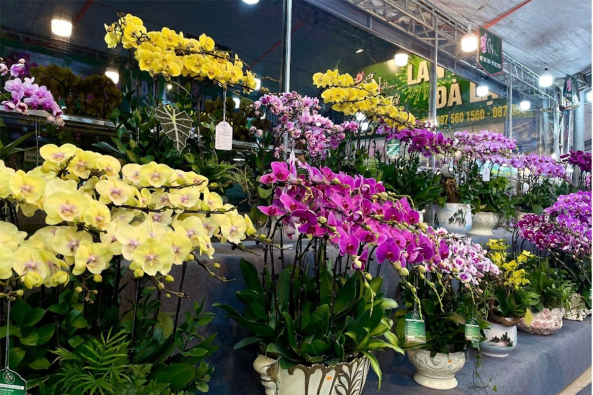 Lan hồ điệp tiền tỷ la liệt vỉa hè, cận Tết chủ hàng vẫn 'ngóng' khách mua