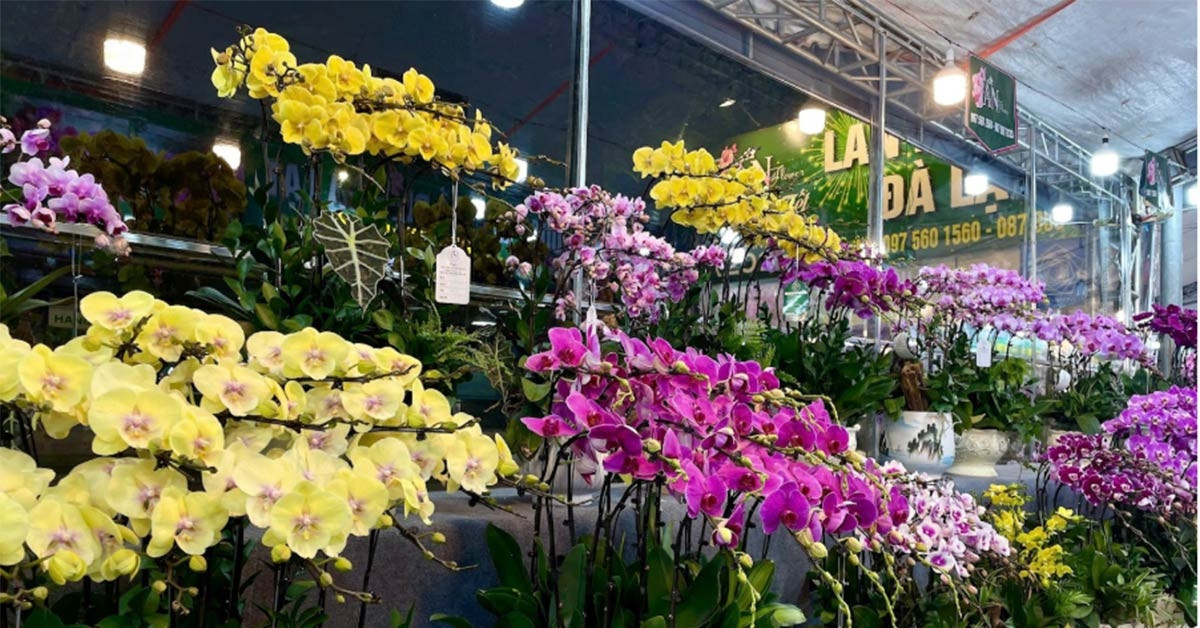 Lan hồ điệp tiền tỷ la liệt vỉa hè, cận Tết chủ hàng vẫn &amp;apos;ngóng&amp;apos; khách mua