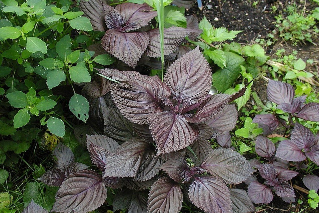 Loại rau ăn gỏi cá hồi là bài thuốc giải cảm cực tốt