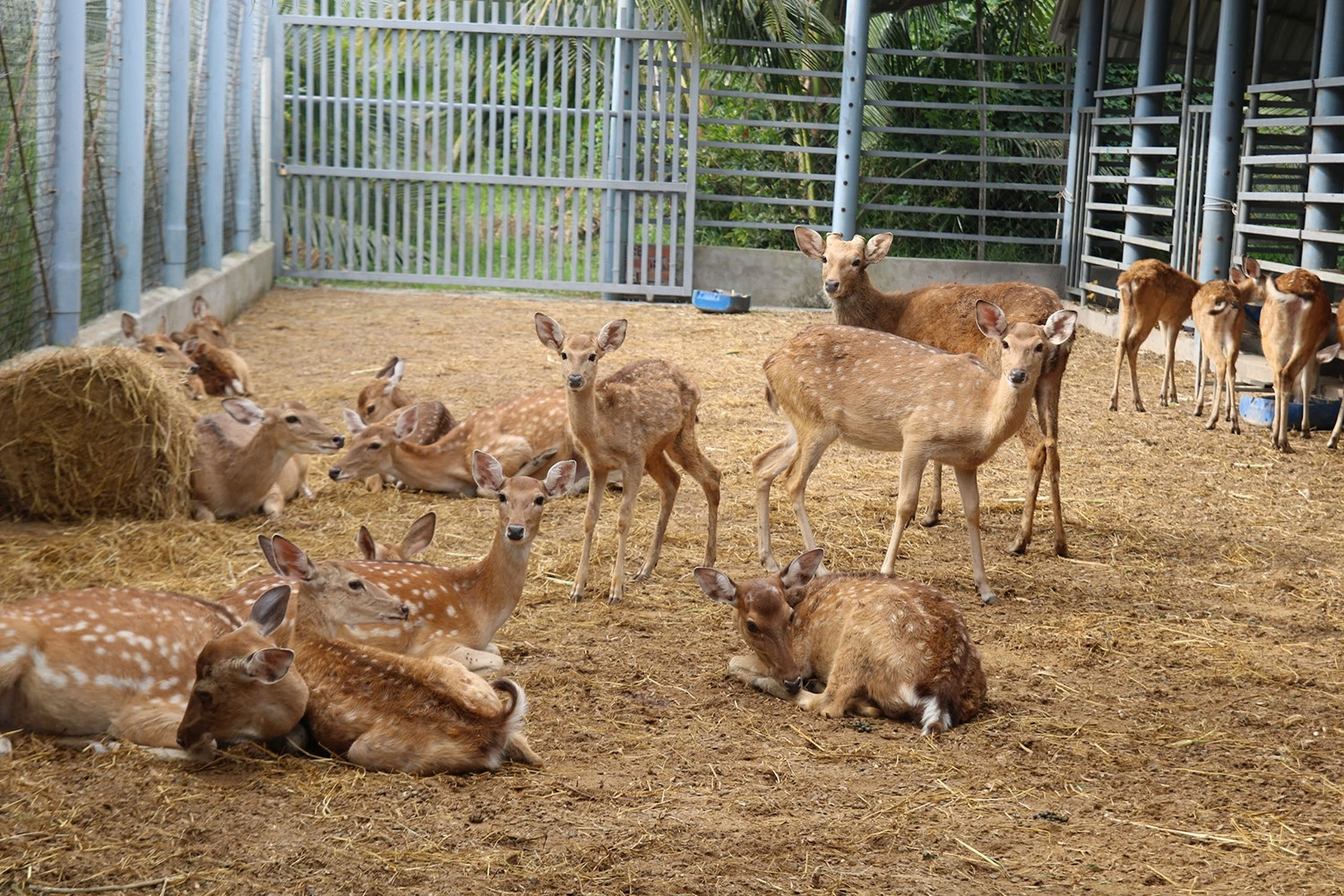 Cải tạo chuồng cũ nuôi hươu sao, nông dân miền Tây thu 300 triệu/năm