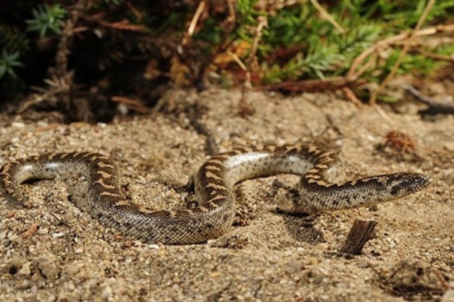 Những lần loài rắn được sử dụng làm vũ khí trong lịch sử thế giới