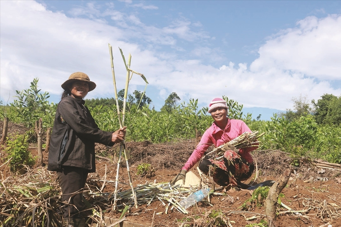 Từ lòng hồ lên vùng đất mới: Buôn Thung khởi sắc