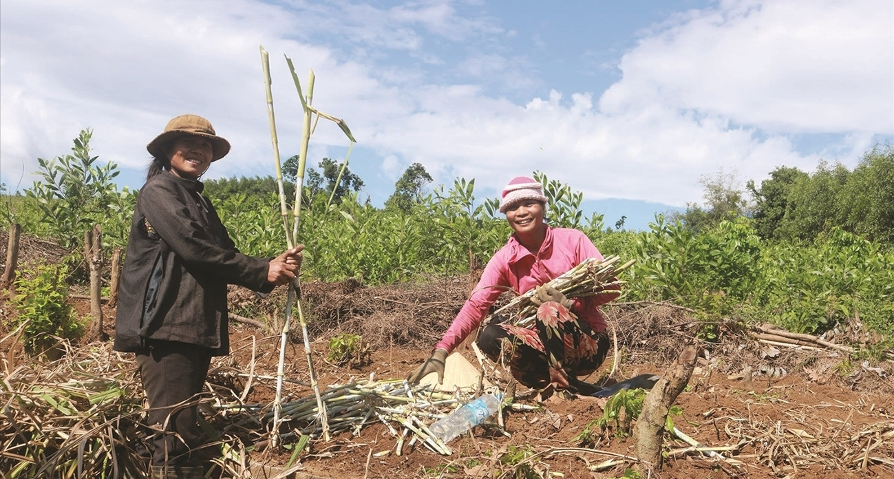 Từ lòng hồ lên vùng đất mới: Buôn Thung khởi sắc