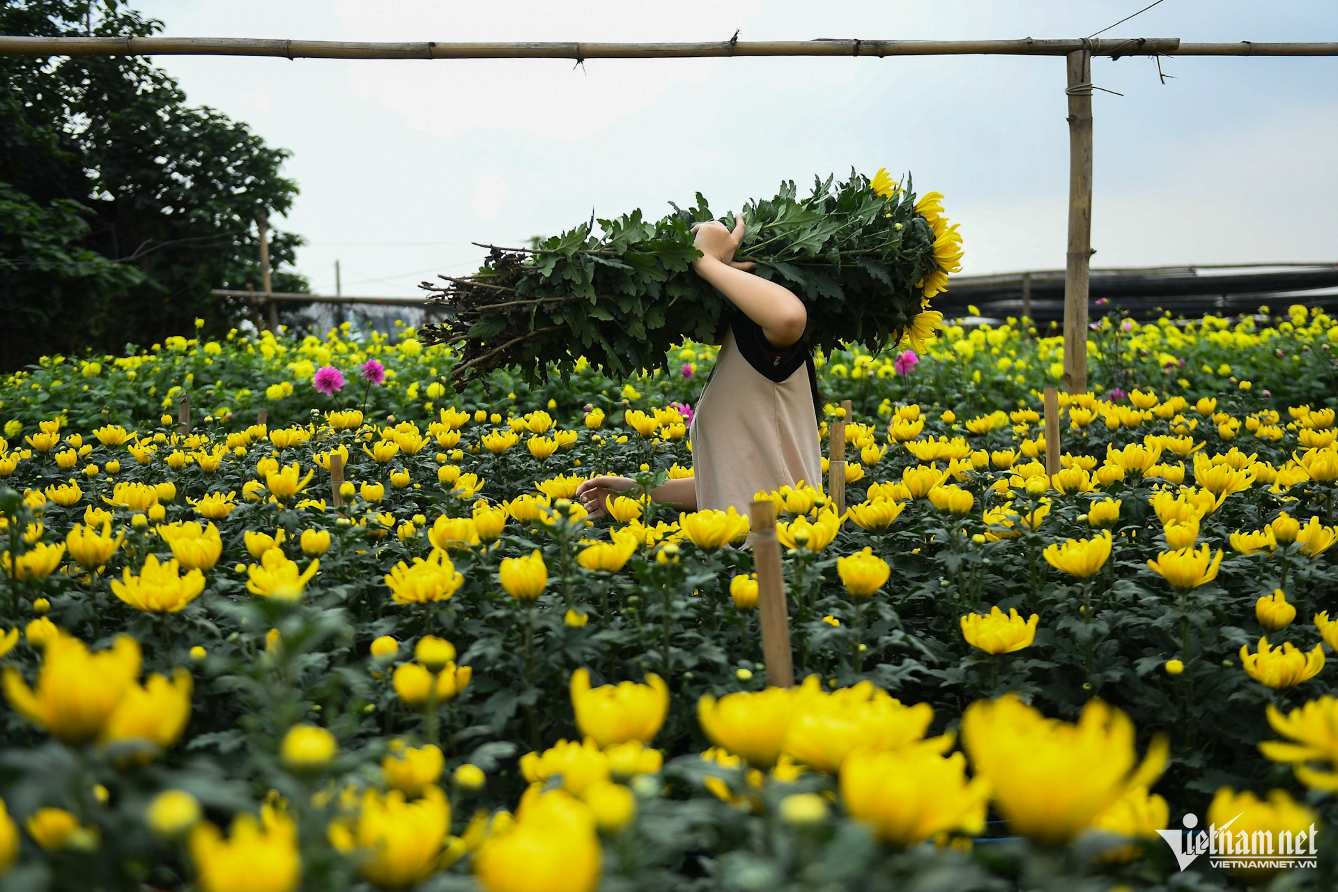 Nông dân vận chuyển hoa cúc