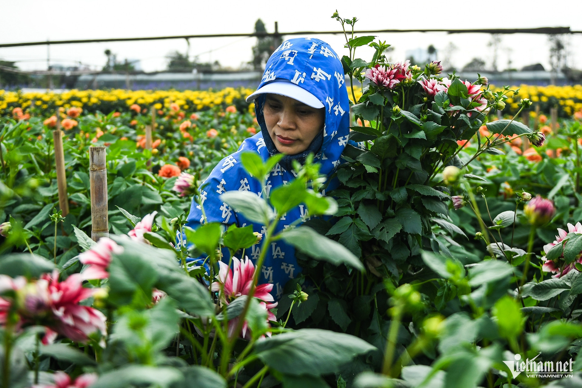 W-hoa tay tuu (13).JPG.jpg