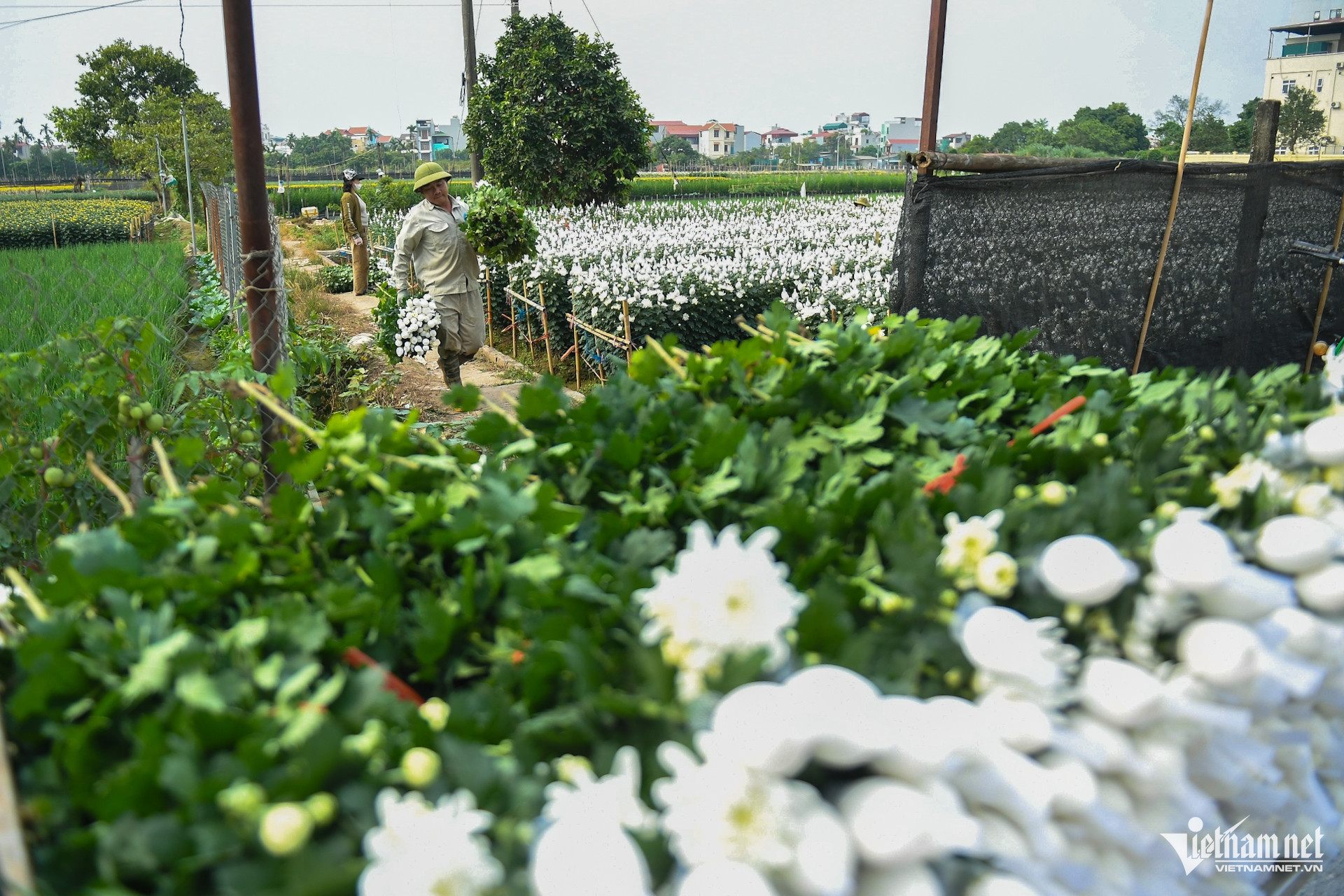 W-hoa tay tuu (3).JPG.jpg