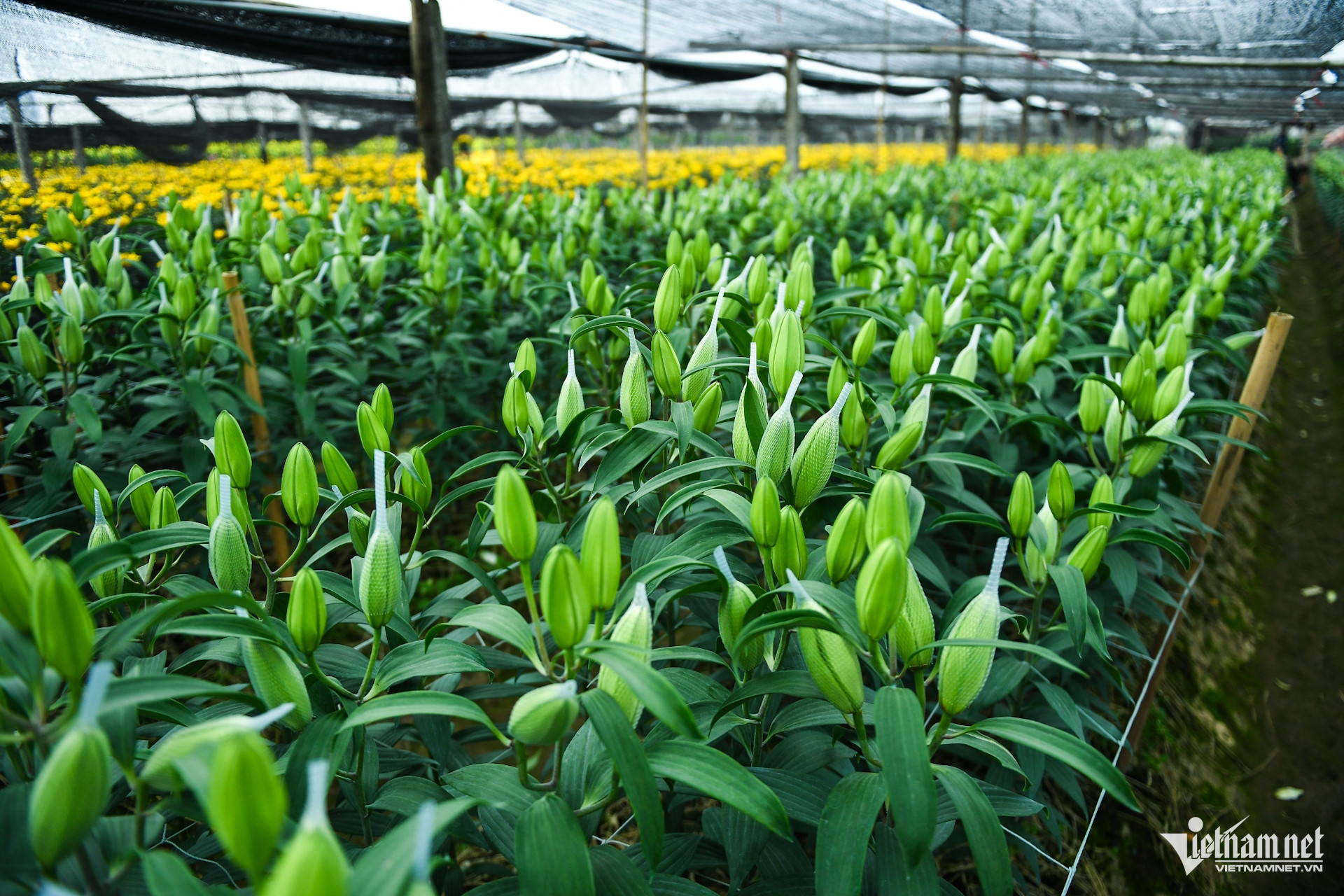 Nông dân chở hoa ra chợ