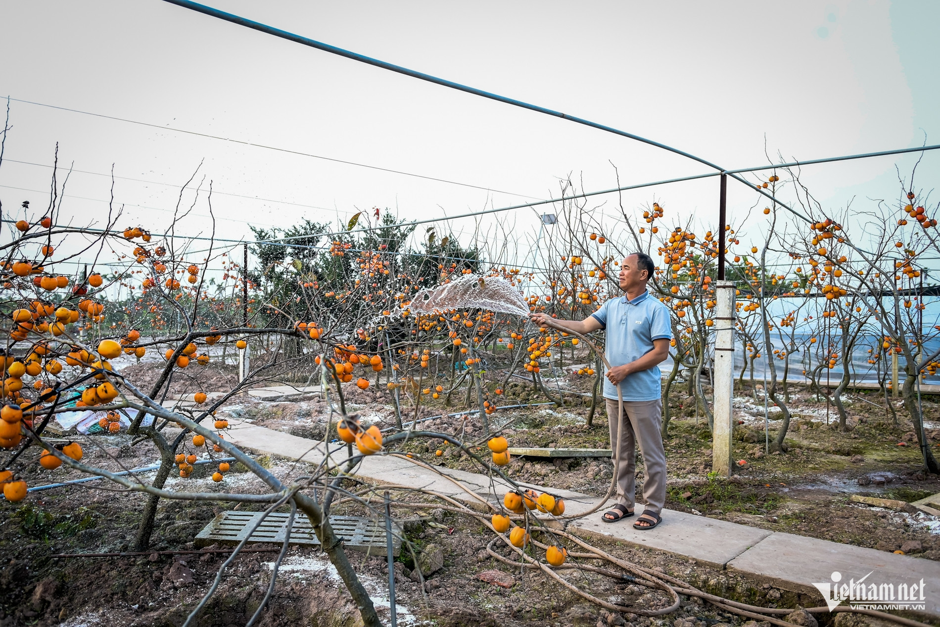 W-Hồng cổ_10.jpg