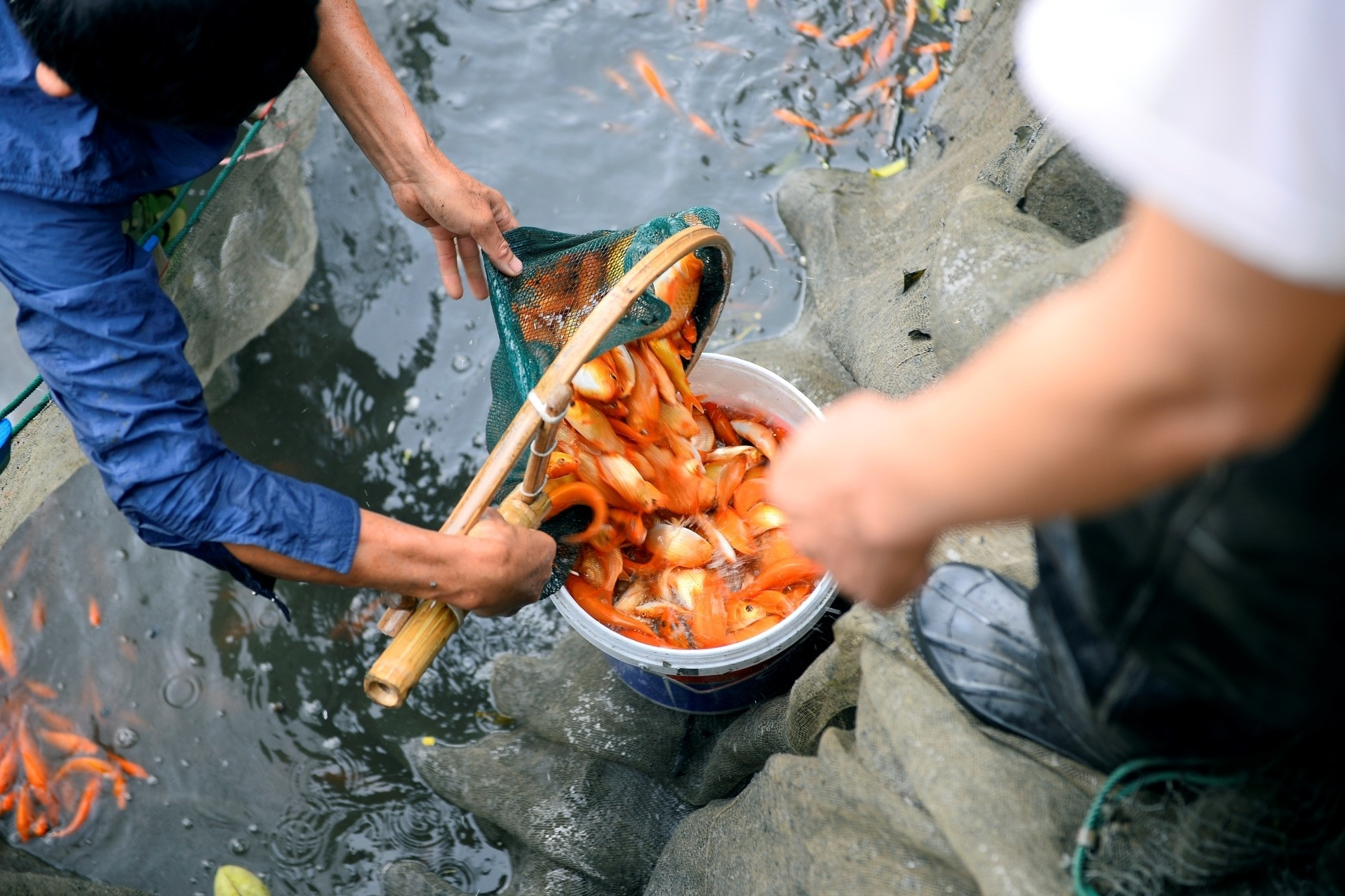 Bán cá chép đỏ dịp 'ông Công ông Táo', người dân Thanh Hoá đủ tiền ăn Tết