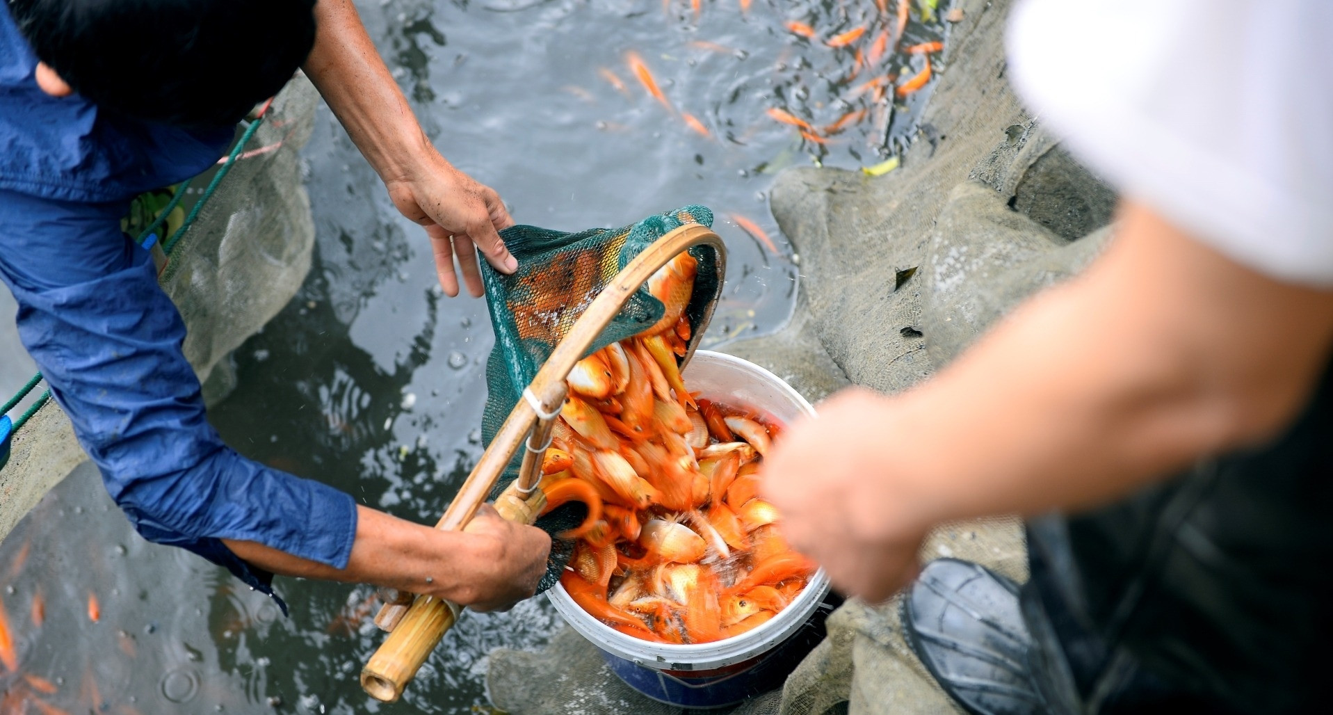 Bán cá chép đỏ dịp &amp;apos;ông Công ông Táo&amp;apos;, người dân Thanh Hoá đủ tiền ăn Tết