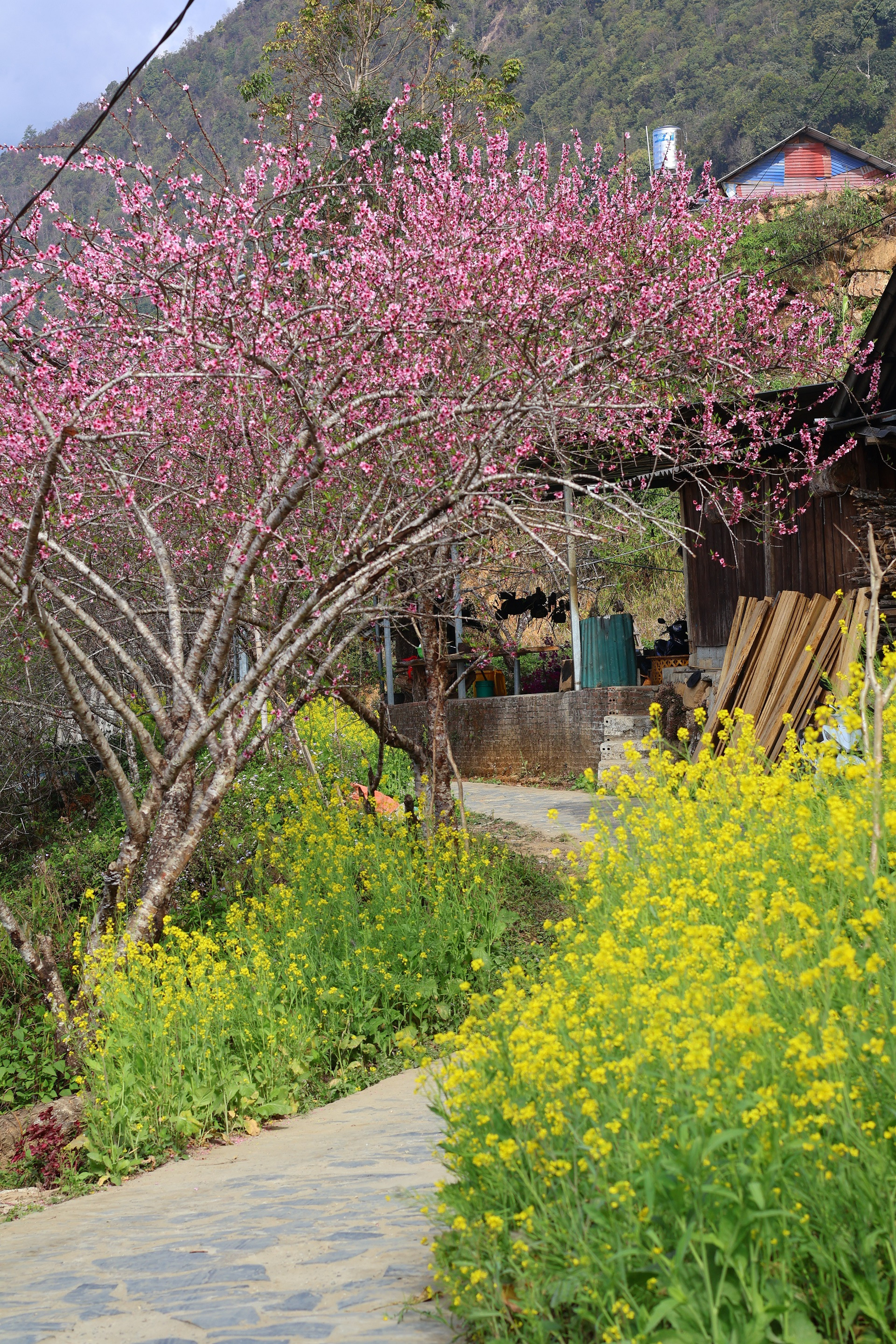 bản làng sì thâu chải lai châu.JPG