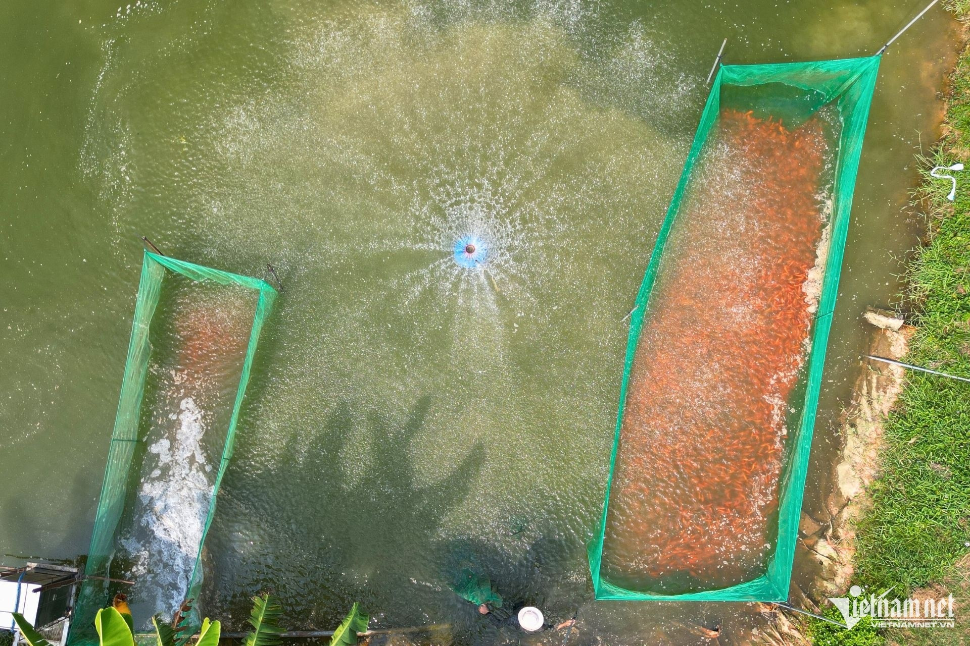 ca chep ong tao1.jpg