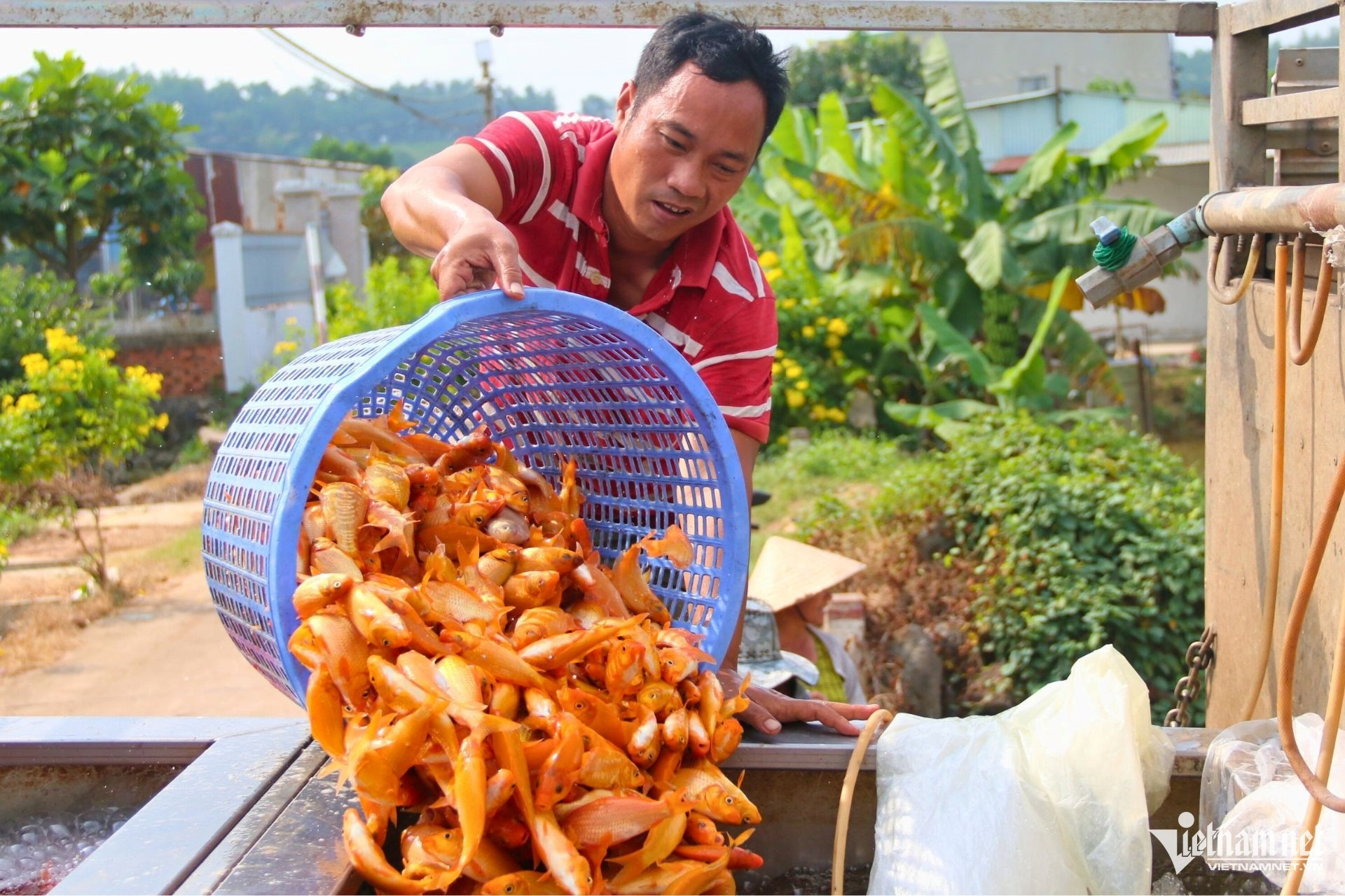 ca chep ong tao3.jpg