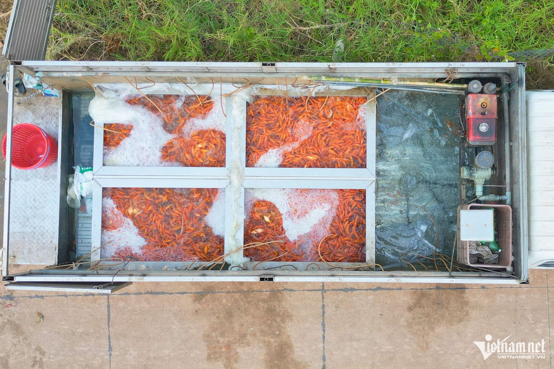 ca chep ong tao4.jpg